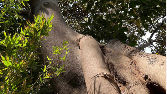 Ficus macrophylla, le ficus à grandes feuilles aux racines incroyables