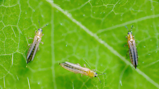 Comment identifier et éliminer les thrips : Guide complet