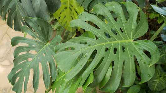 Monstera deliciosa, tout savoir sur cette plante tropicale iconique