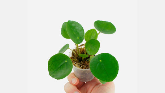 Entretien Facile du Pilea Peperomioides