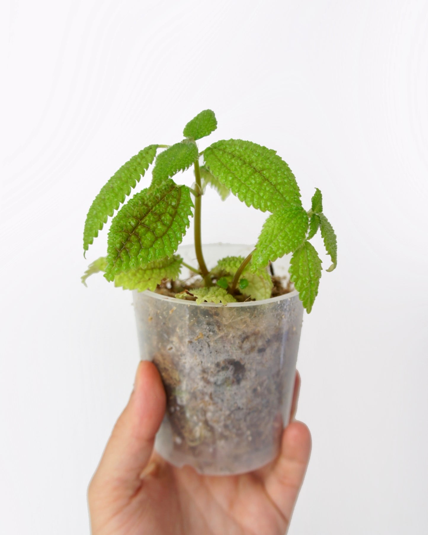 Pilea Mollis - Moon Valley
