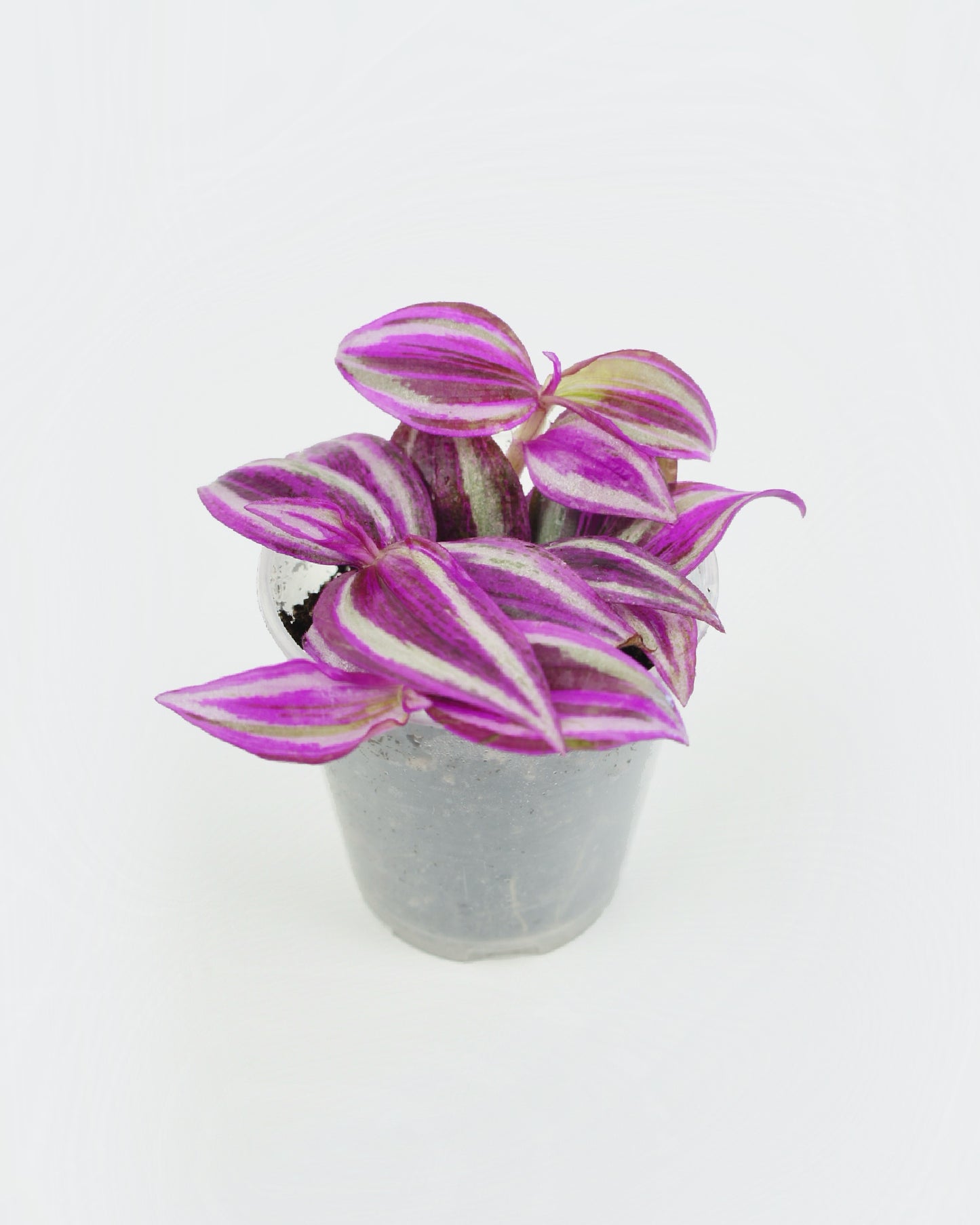 Tradescantia Zebrina Pink Paradise