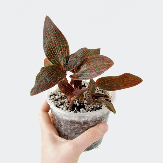 Ludisia Discolor Spiderman - Orchidée bijou