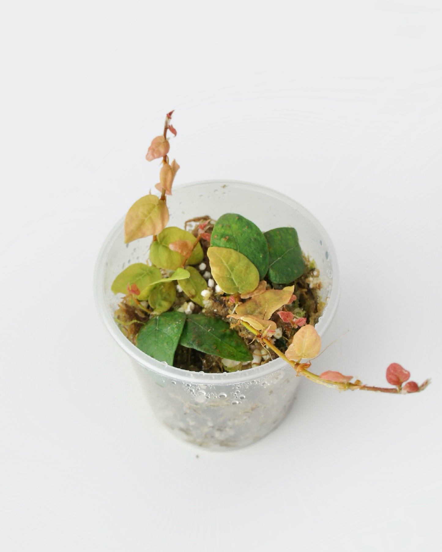 Ficus Pumila