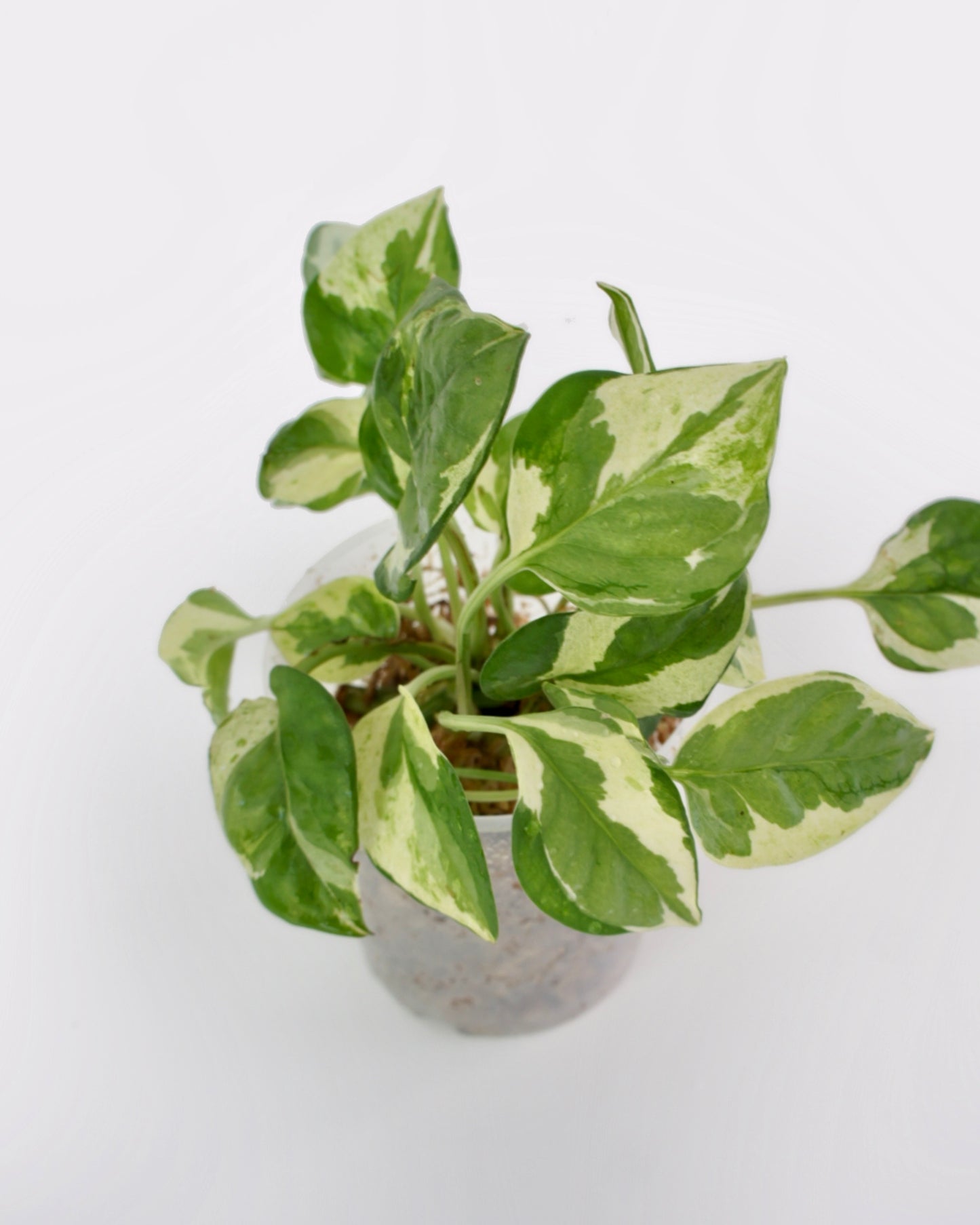 Epipremnum Aureum Njoy - pothos