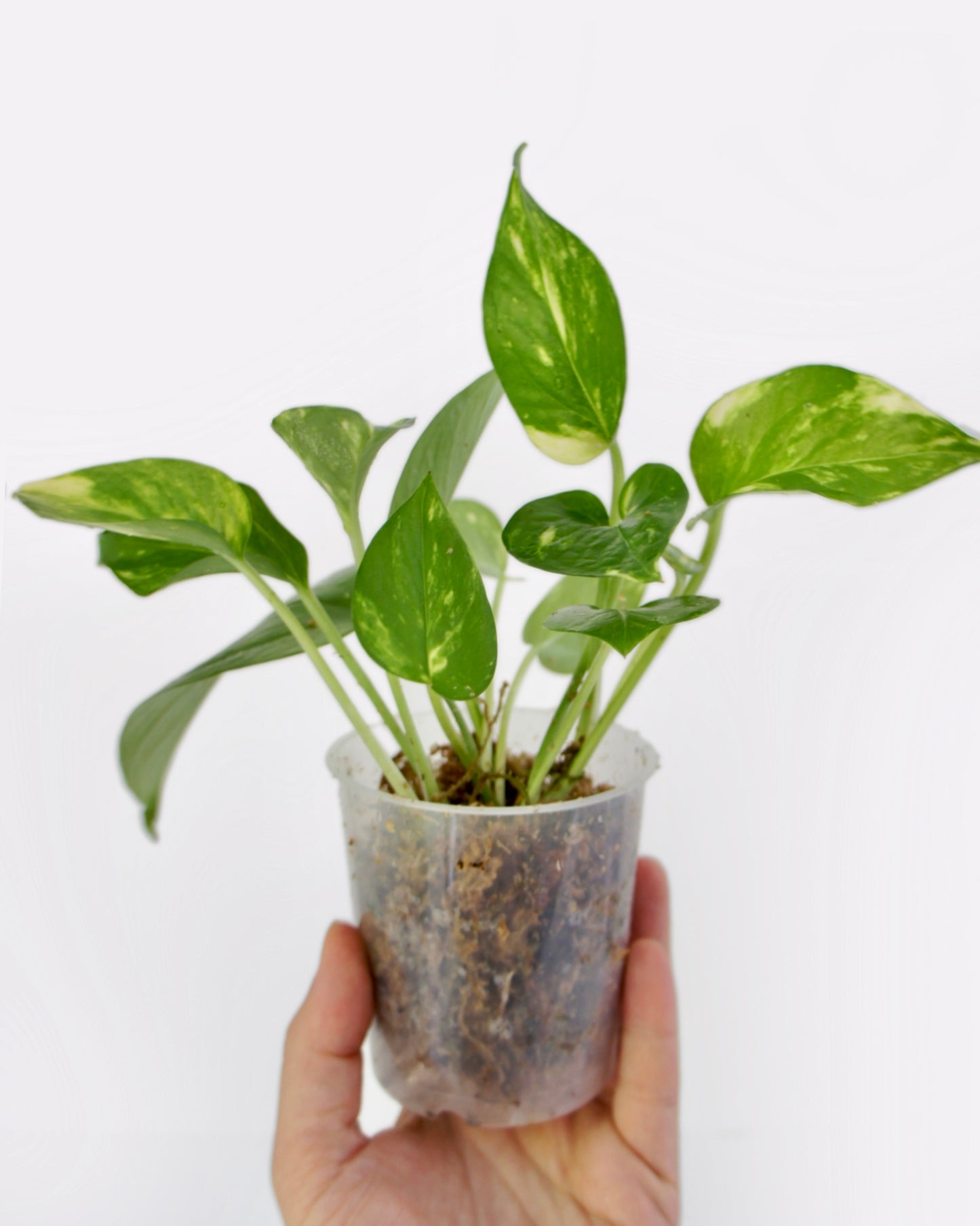 Epipremnum Aureum Doré - Golden Pothos