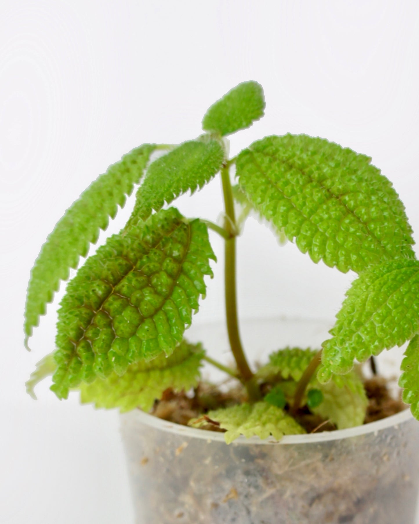Pilea Mollis - Moon Valley
