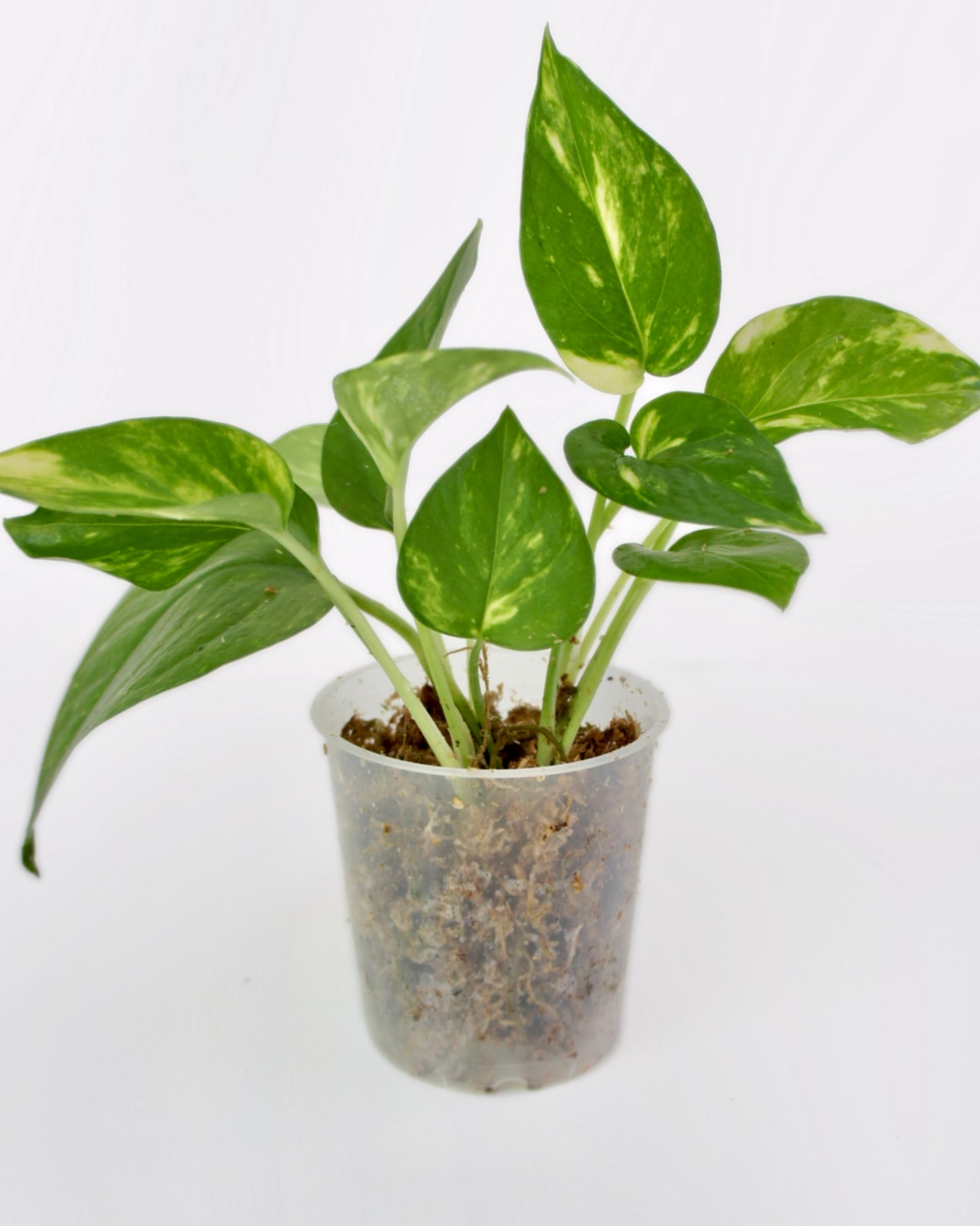 Epipremnum Aureum Doré - Golden Pothos
