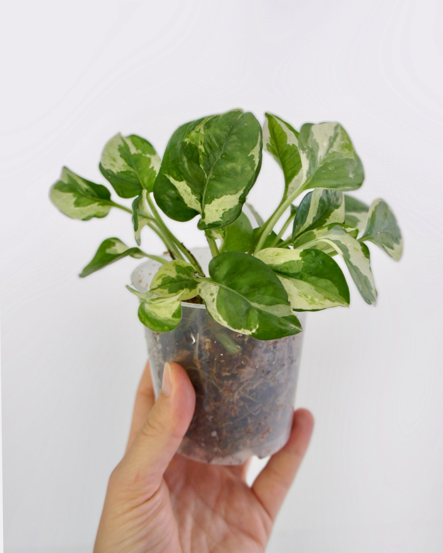 Epipremnum Aureum Njoy - pothos
