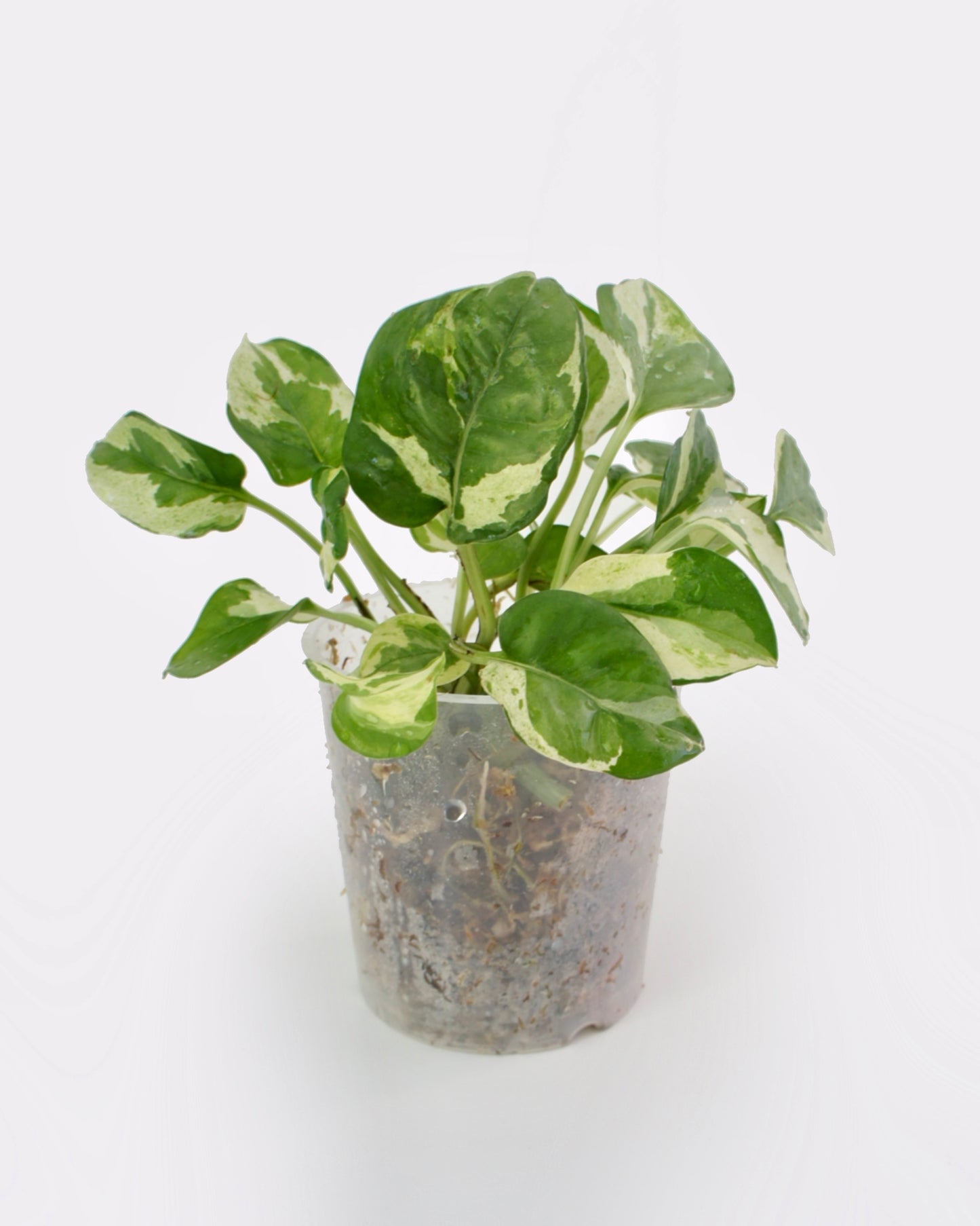 Epipremnum Aureum Njoy - pothos