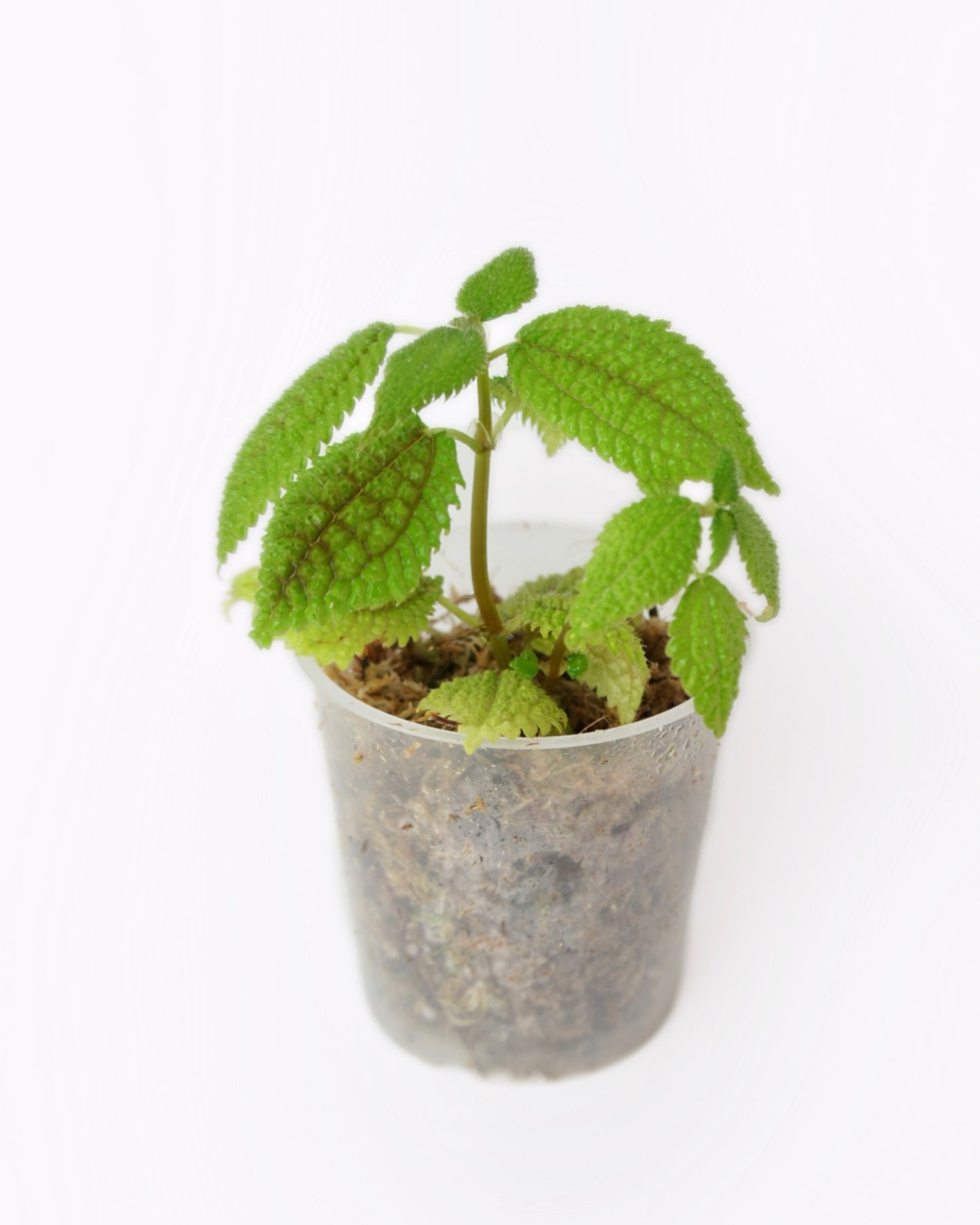 Pilea Mollis - Moon Valley