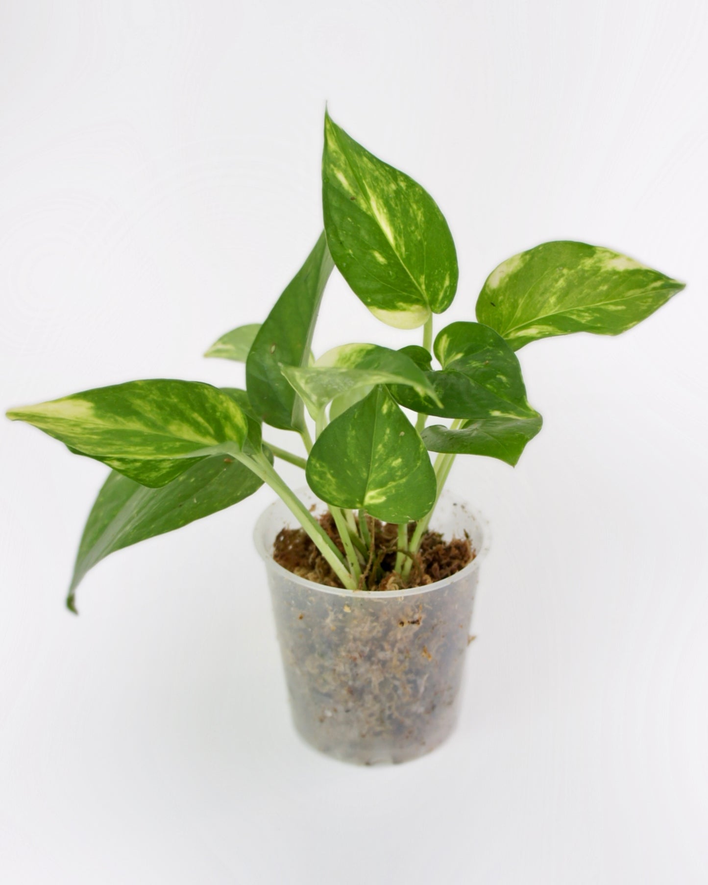 Epipremnum Aureum Doré - Golden Pothos