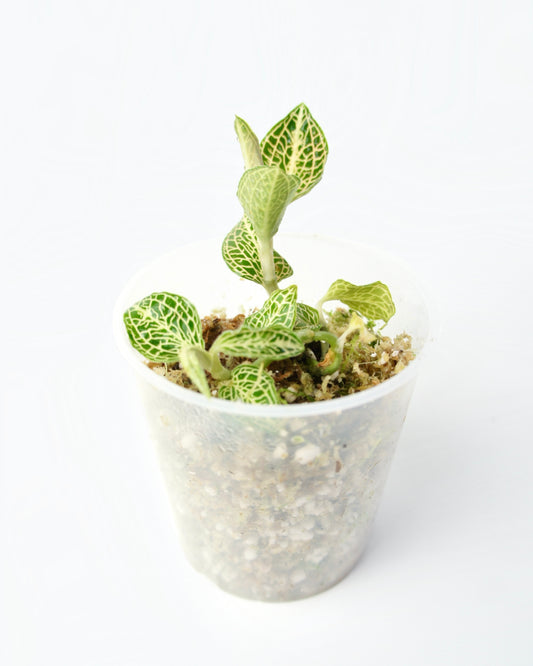 Anoectochilus Siamensis Emerald Gold