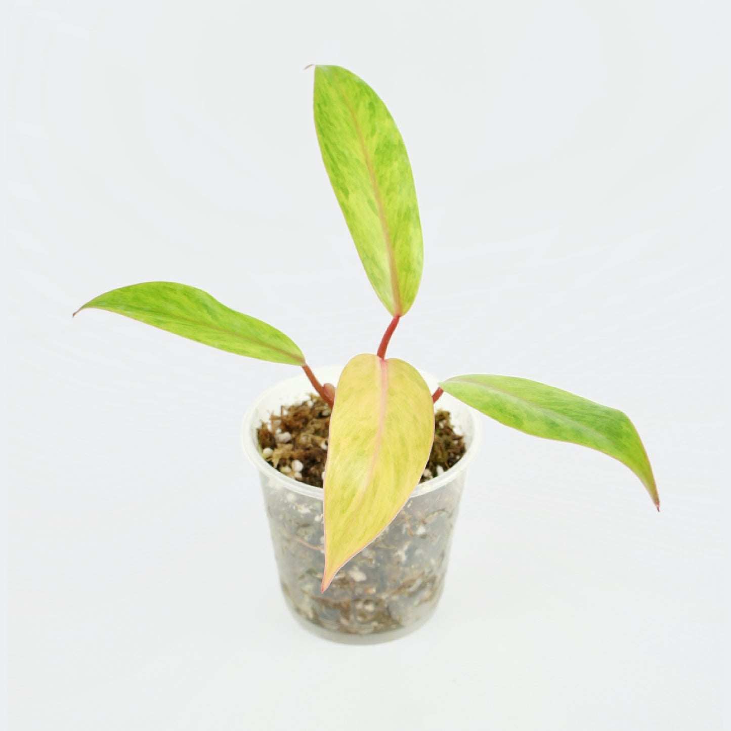 Philodendron Painted Lady Medusa (S)