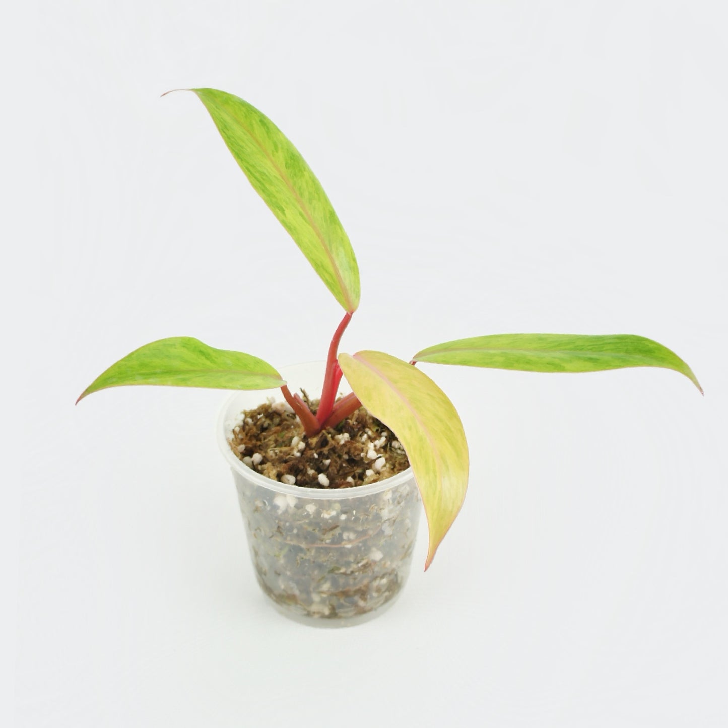 Philodendron Painted Lady Medusa (S)