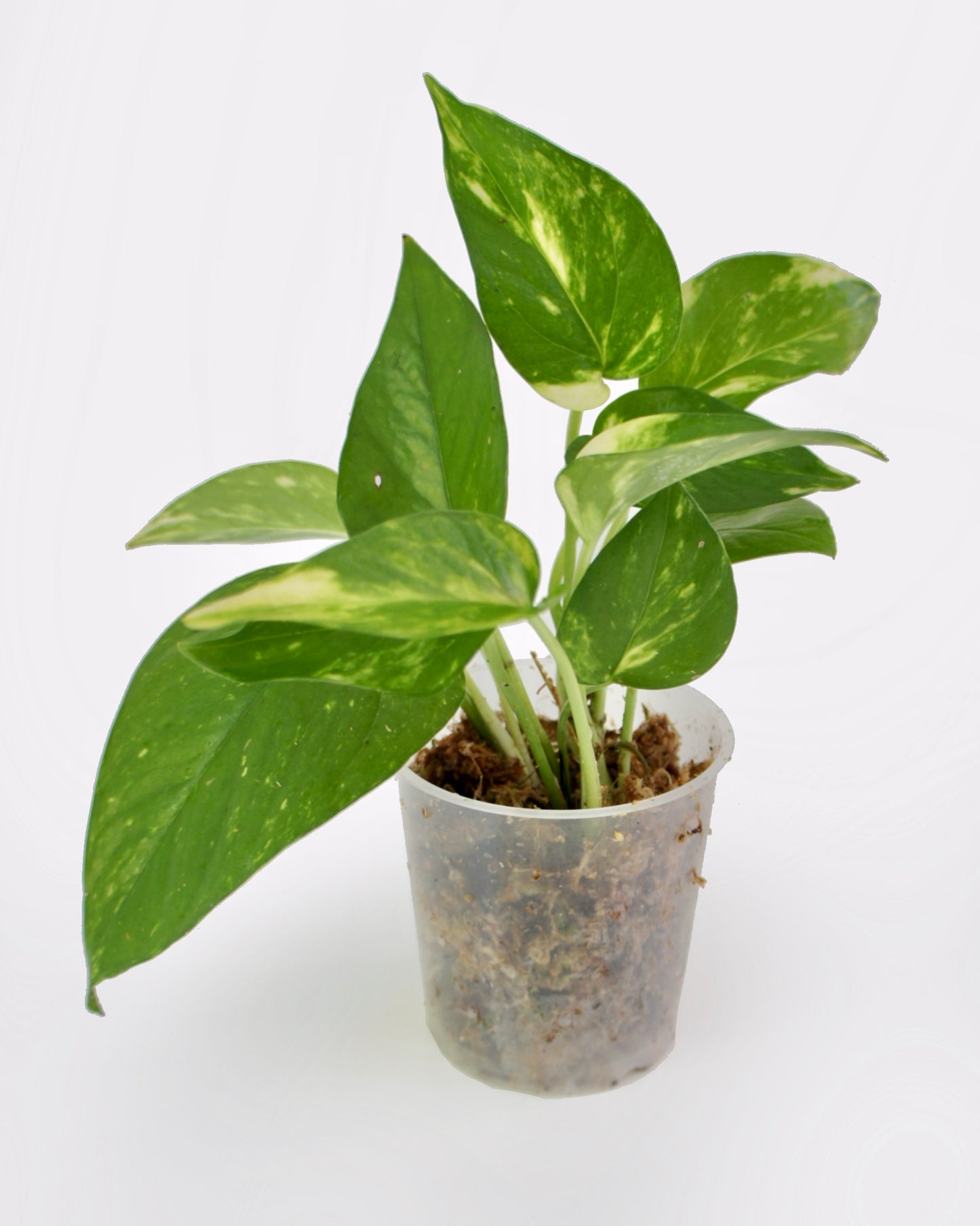 Epipremnum Aureum Doré - Golden Pothos