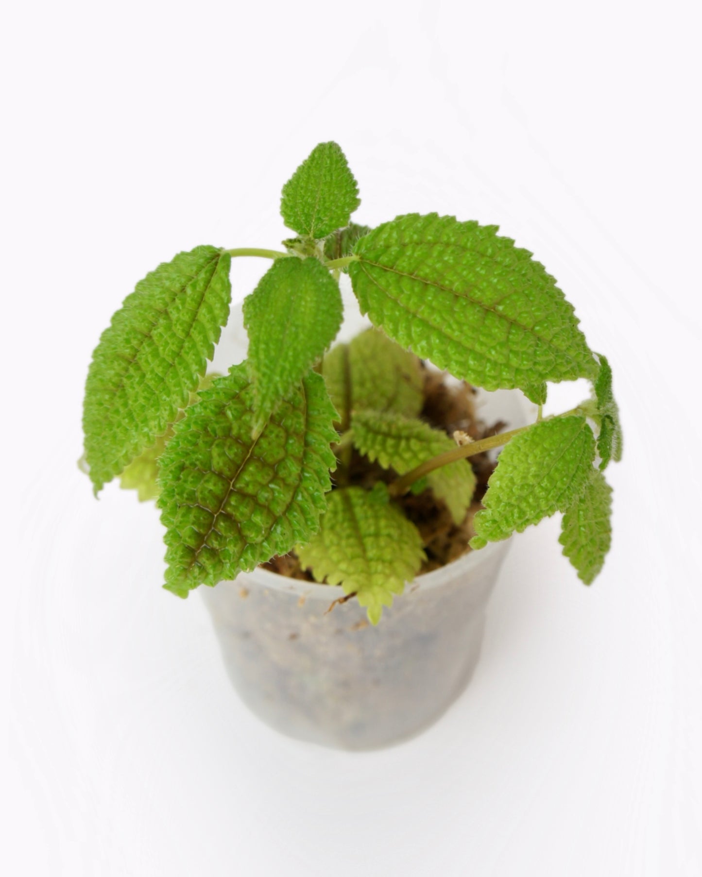 Pilea Mollis - Moon Valley