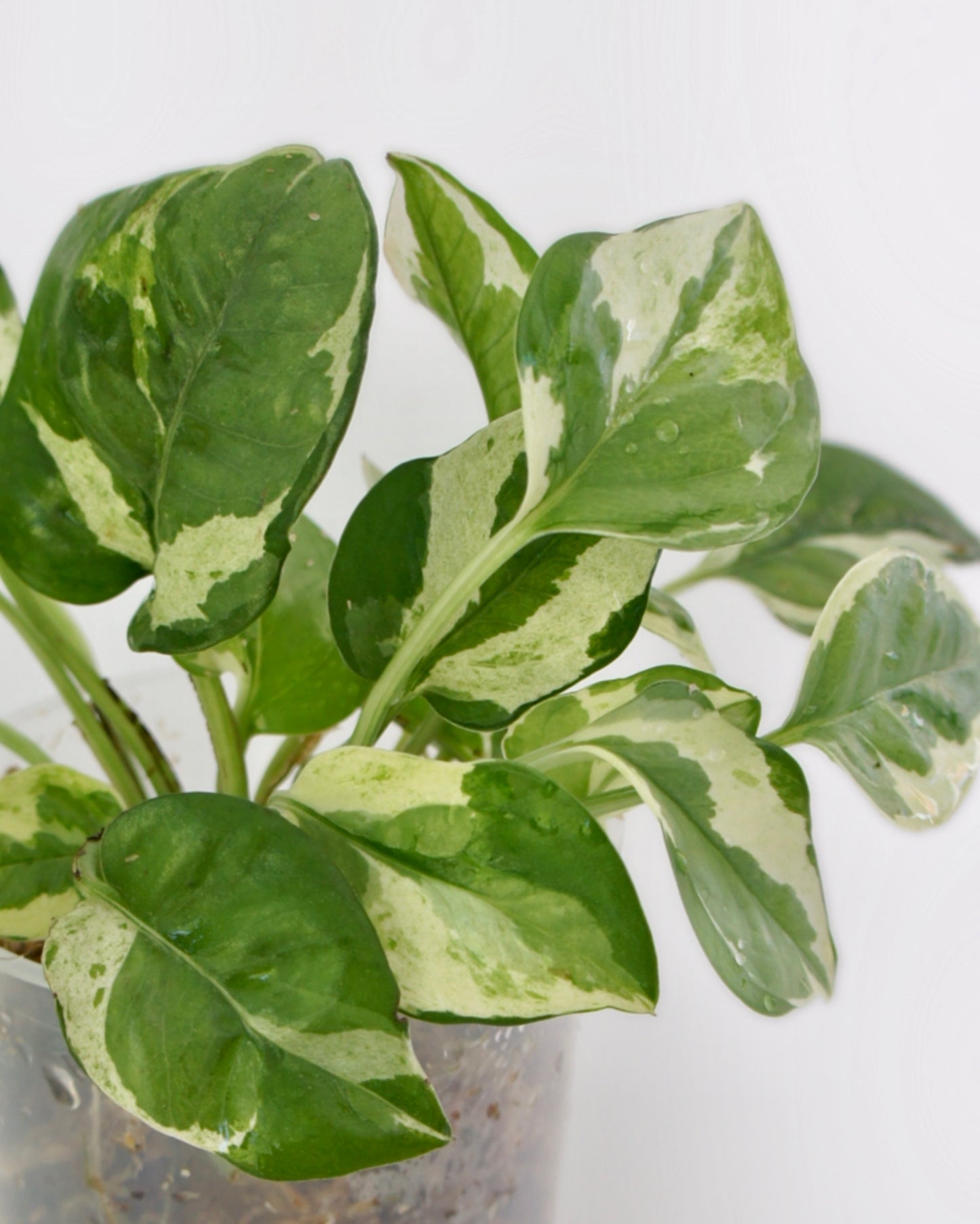 Epipremnum Aureum Njoy - pothos