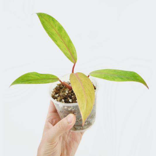 Philodendron Painted Lady Medusa (S)