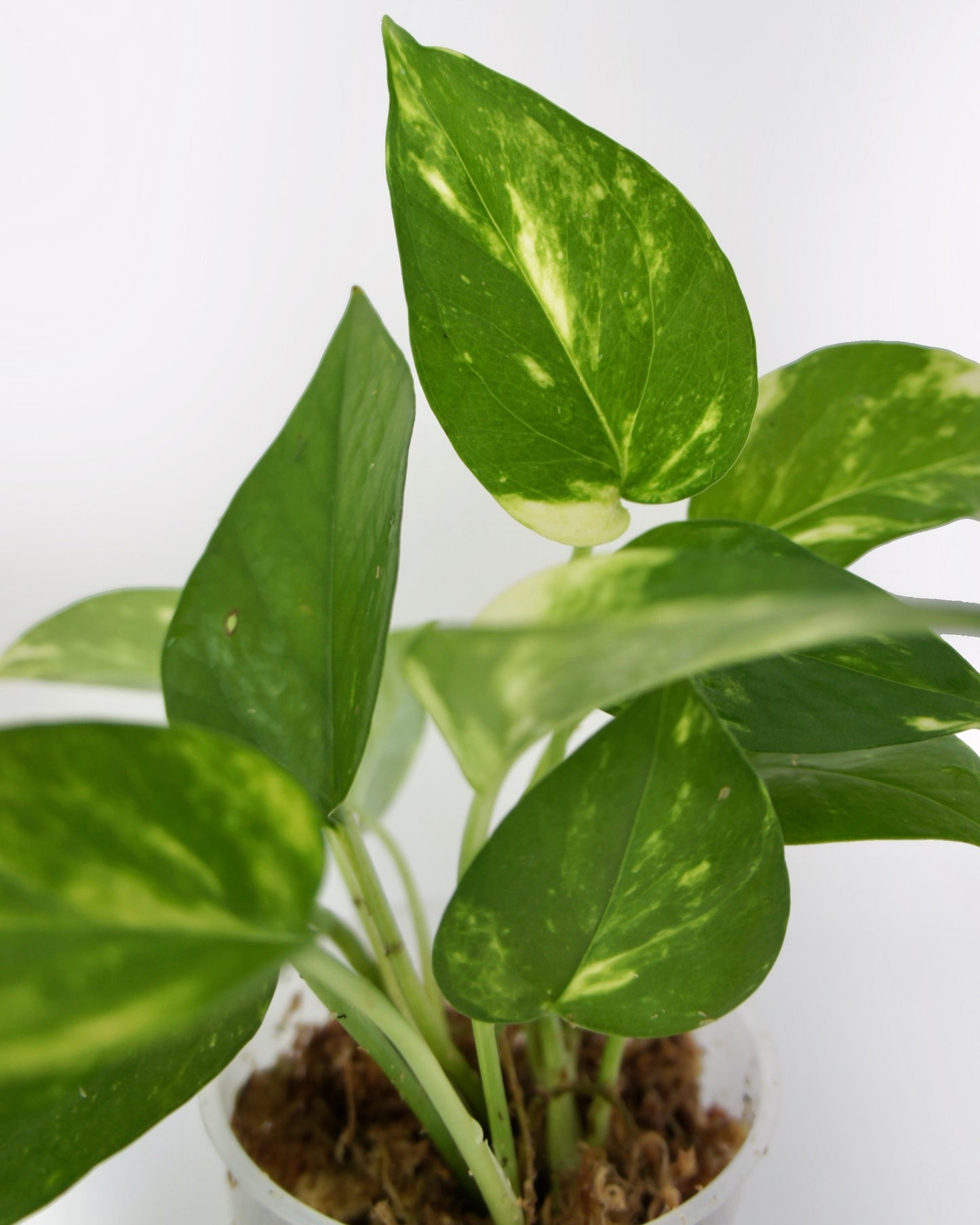 Epipremnum Aureum Doré - Golden Pothos