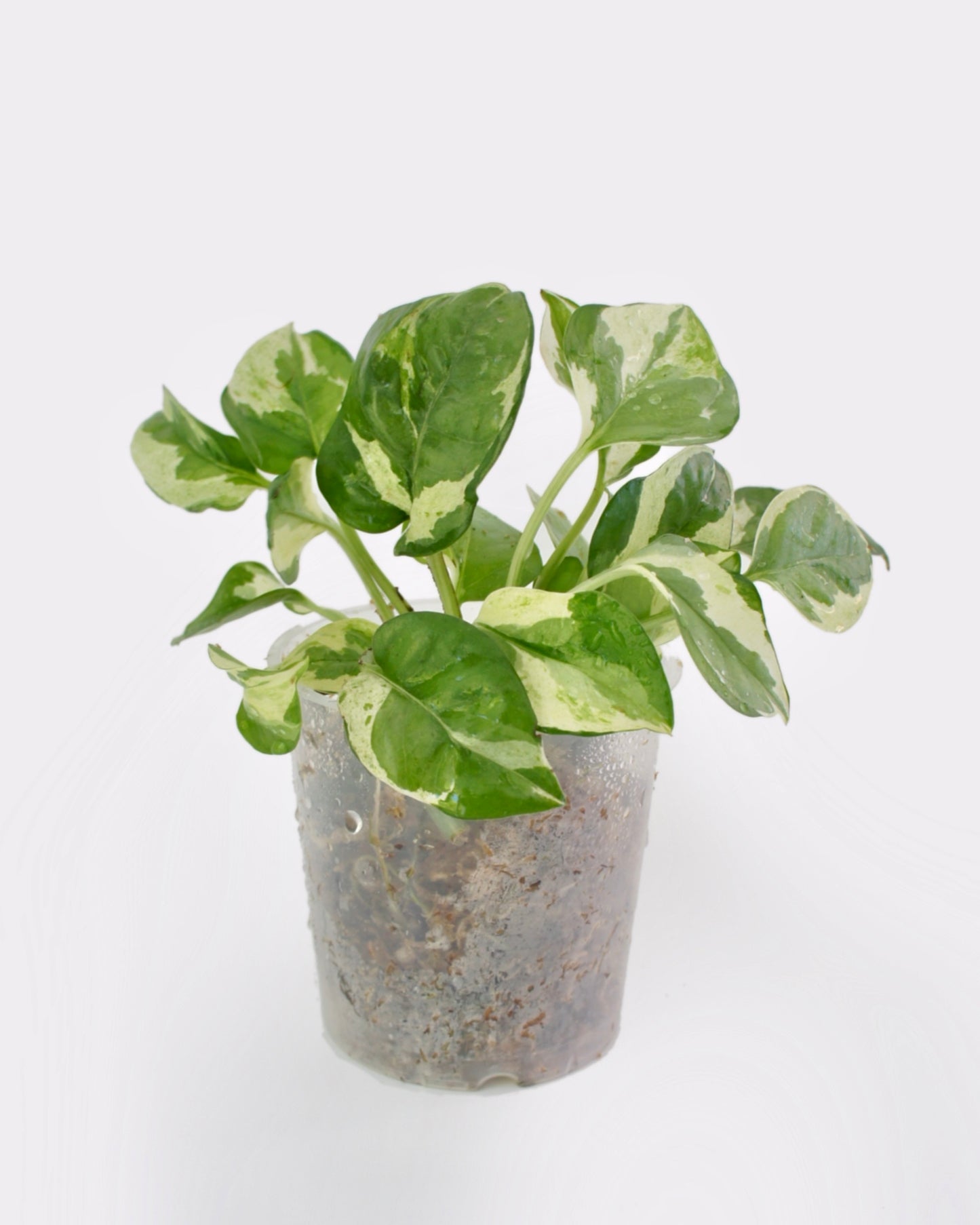 Epipremnum Aureum Njoy - pothos