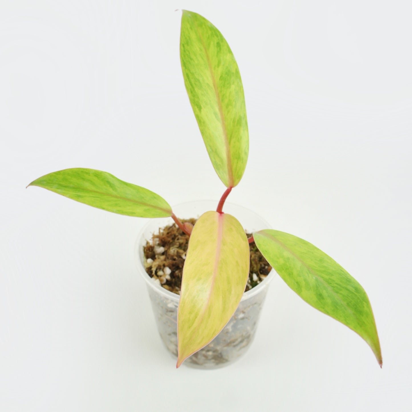 Philodendron Painted Lady Medusa (S)