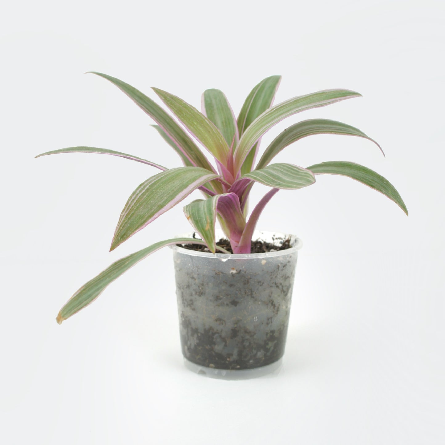 Tradescantia Spathacea