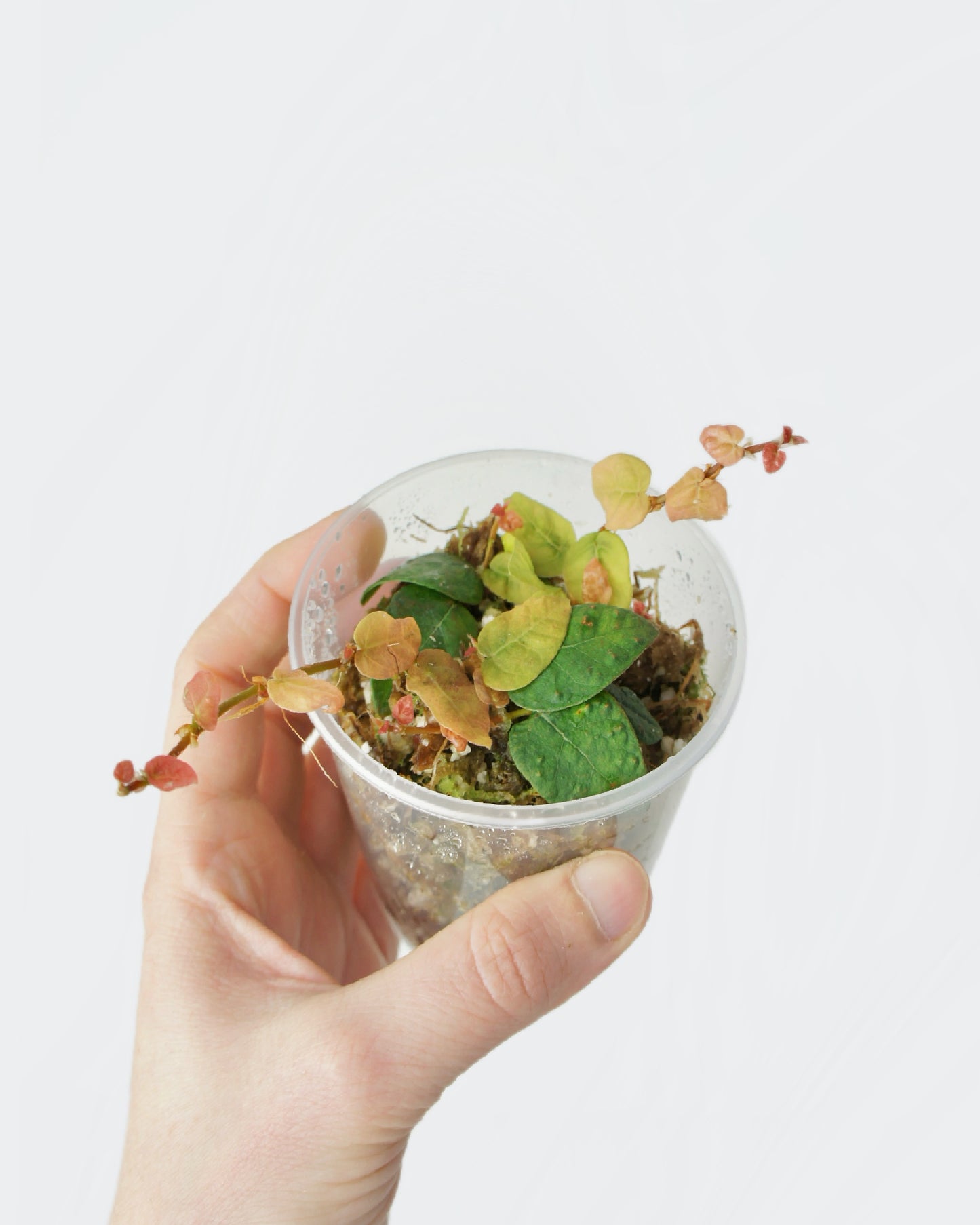 Ficus Pumila