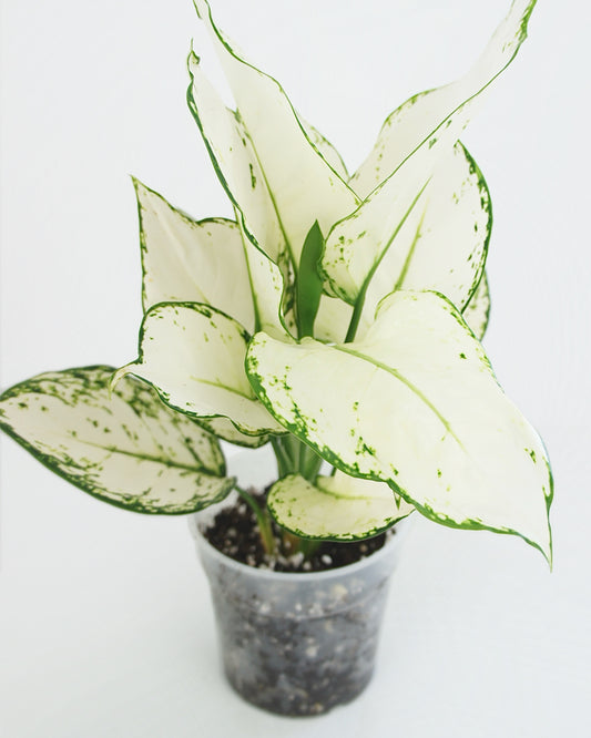 Aglaonema White Joy