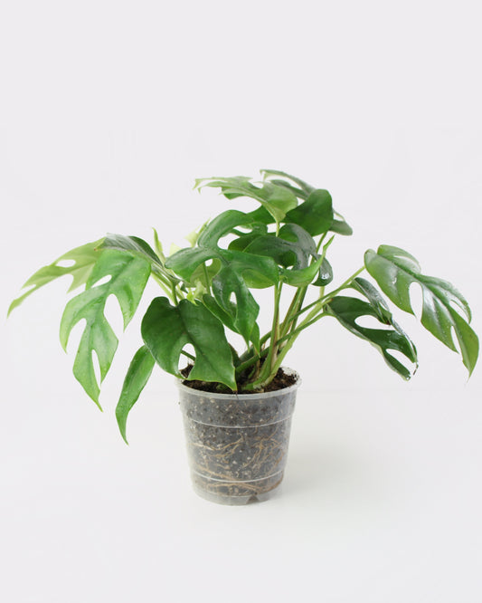 Rhaphidophora Tetrasperma - Monstera minima