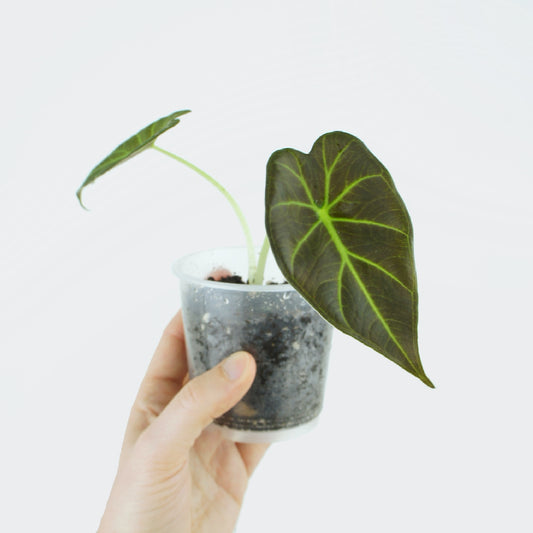Alocasia Regal Shields (S)