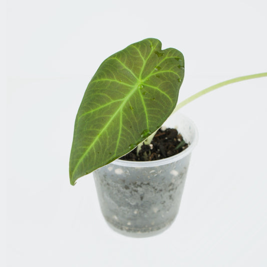 Alocasia Regal Shields (S)