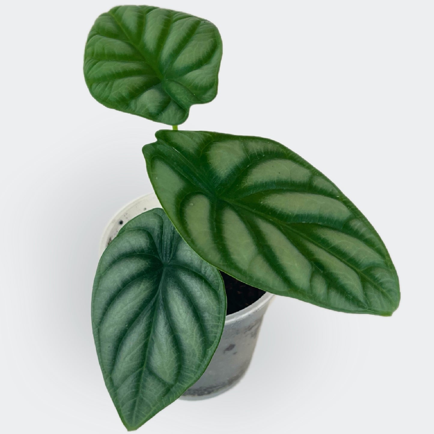Alocasia Silver Dragon (S)