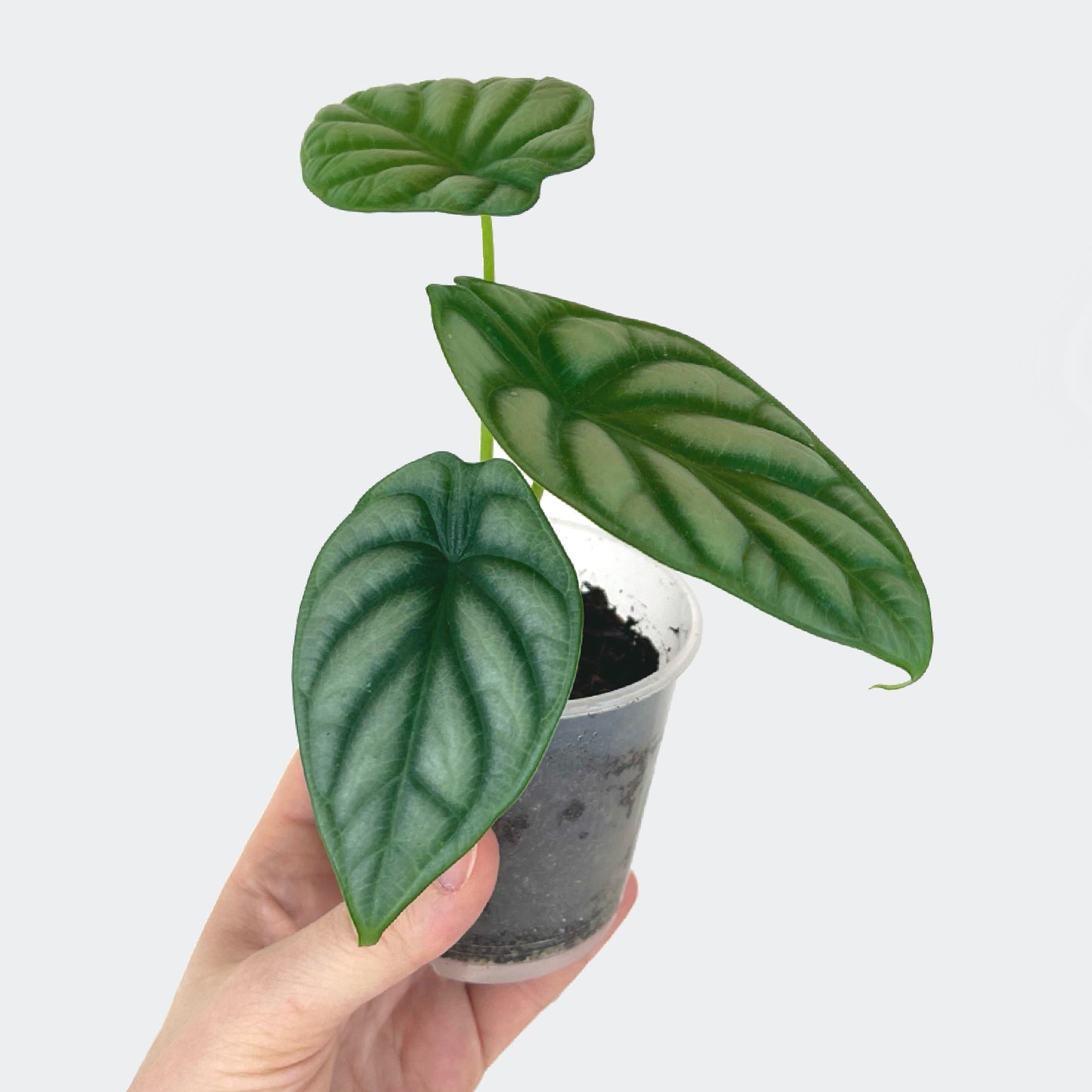 Alocasia Silver Dragon (S)