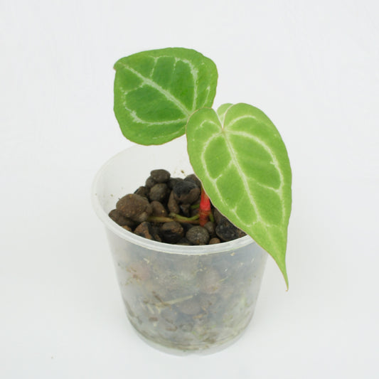 Anthurium Crystallinum