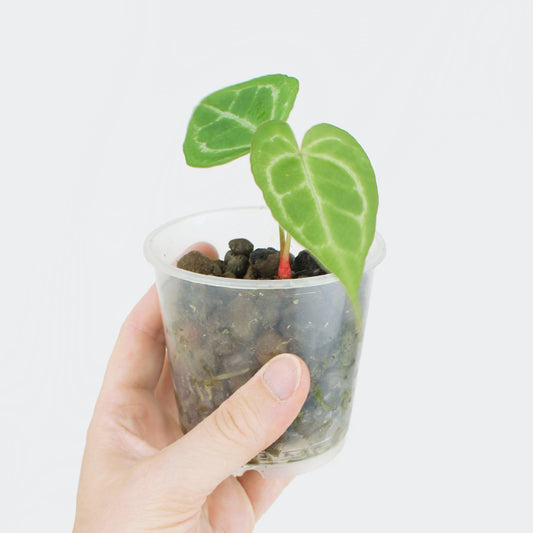 Anthurium Crystallinum
