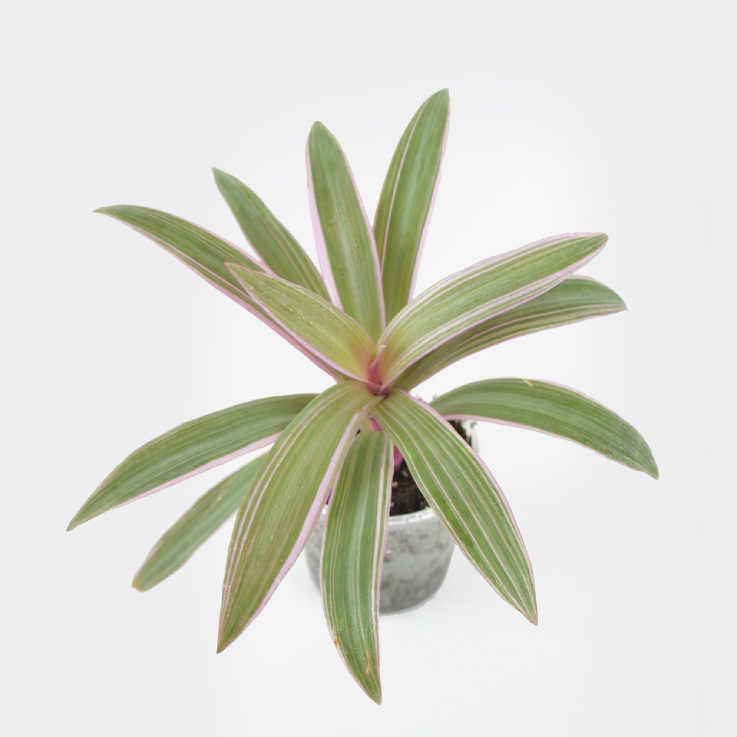 Tradescantia Spathacea