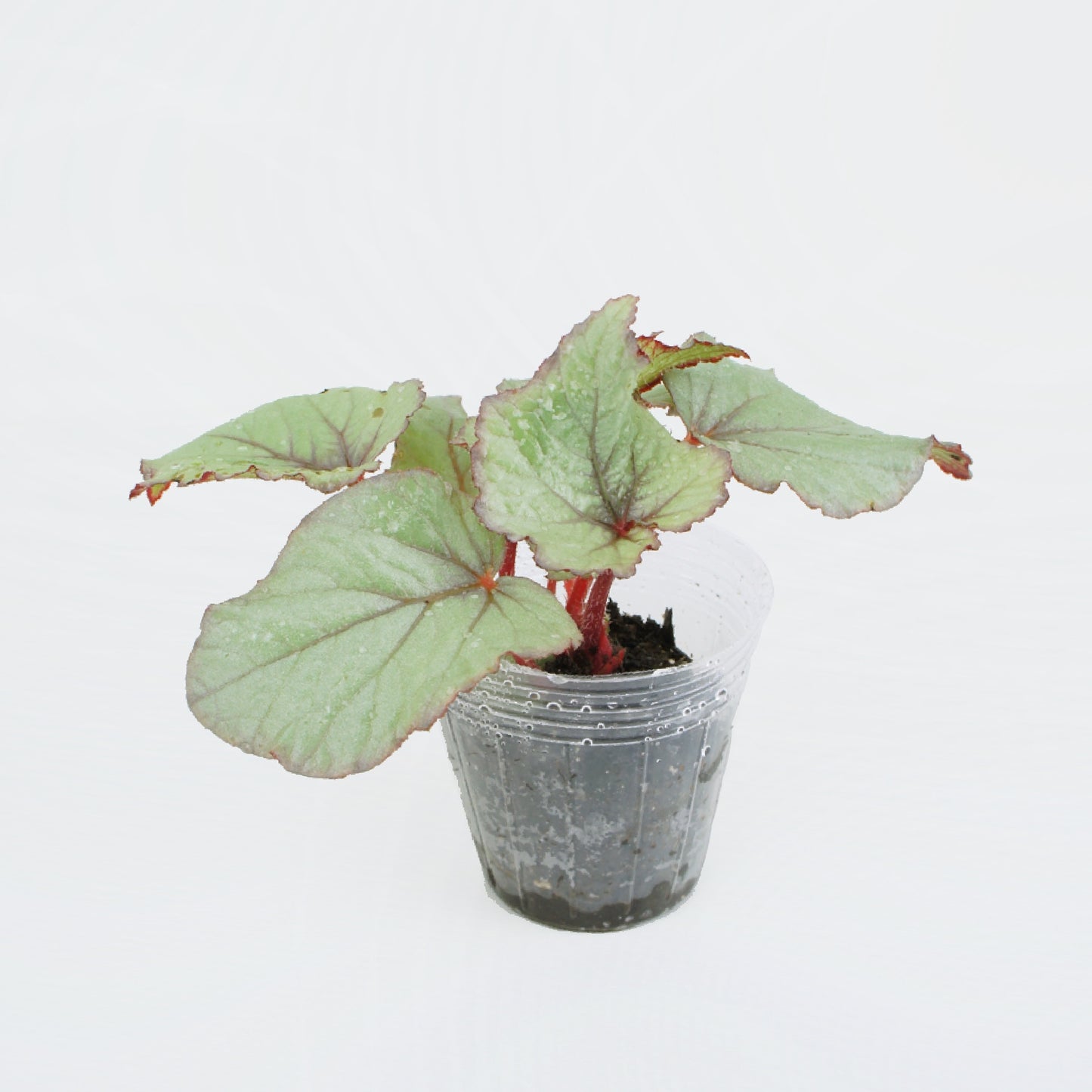 Begonia Rex Jurassic Dragon Fruit