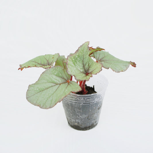 Begonia Rex Jurassic Dragon Fruit