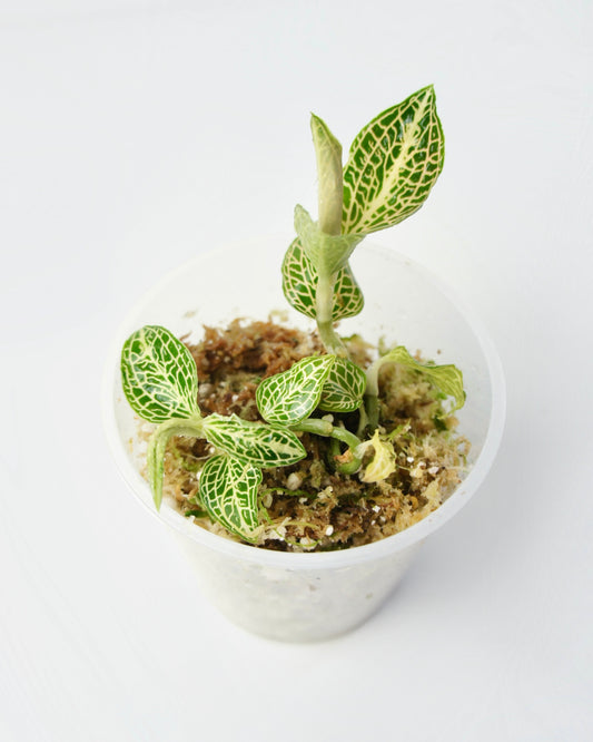 Anoectochilus Siamensis Emerald Gold