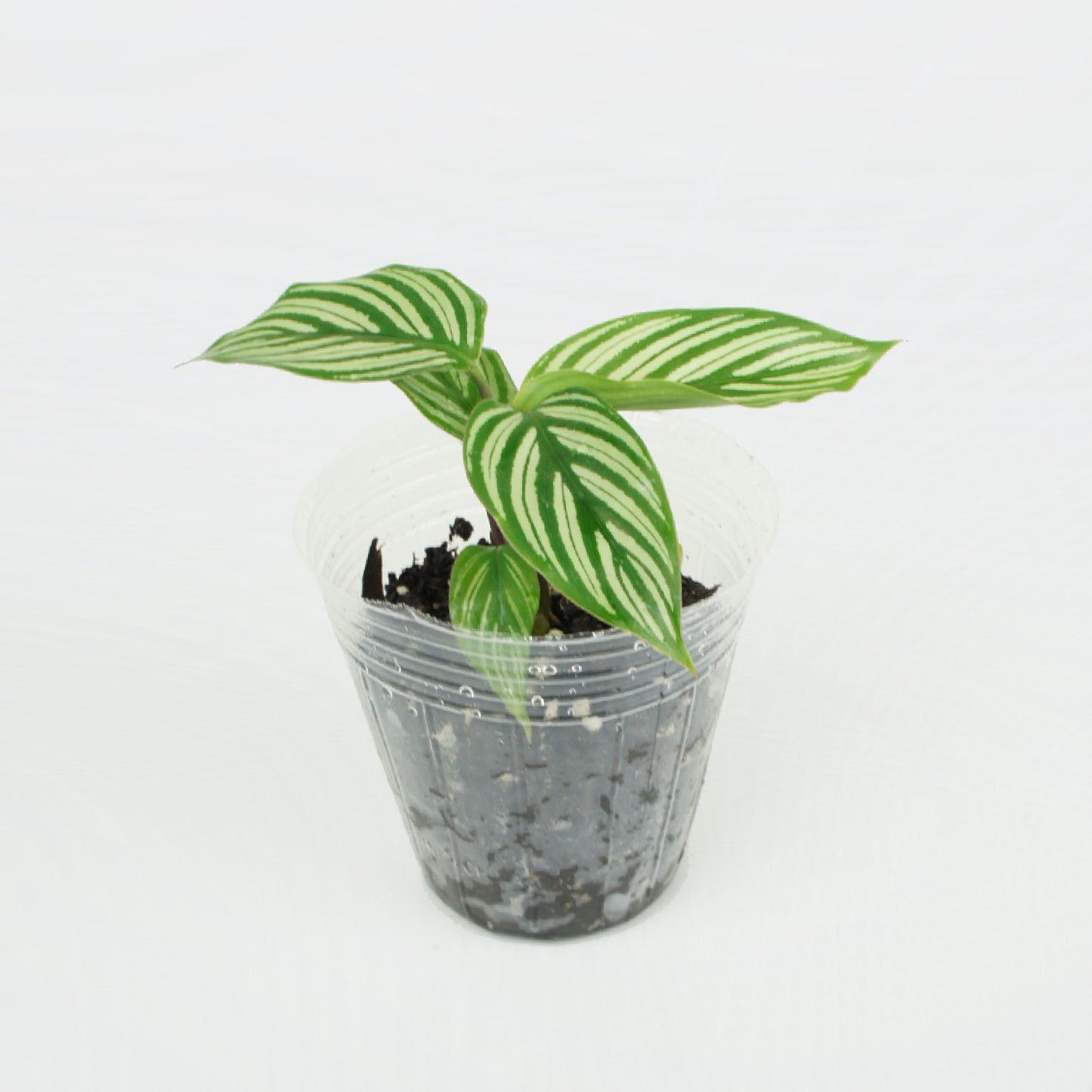 Calathea Vittata