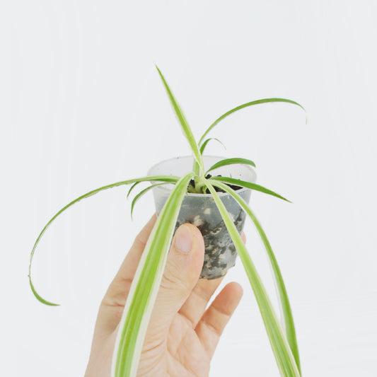 Chlorophytum Comosum Variegata (S)