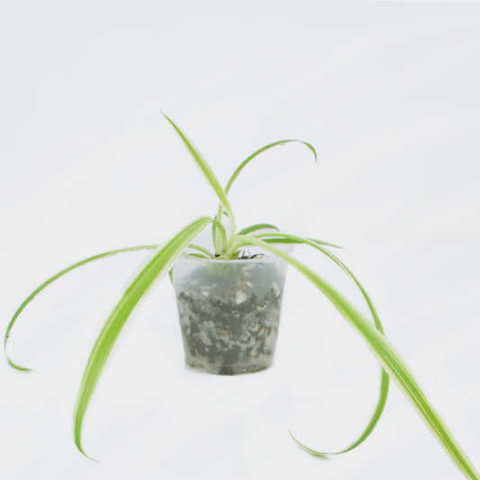 Chlorophytum Comosum Variegata (S)