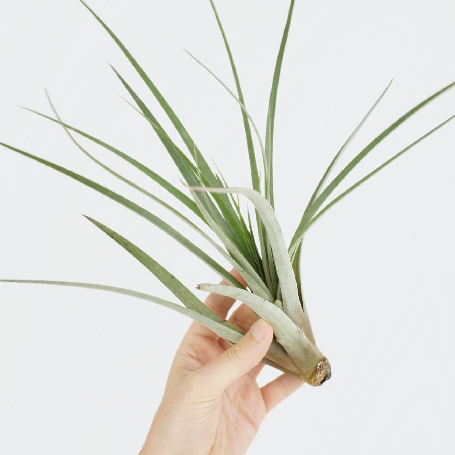 Tillandsia Fasciculata XL