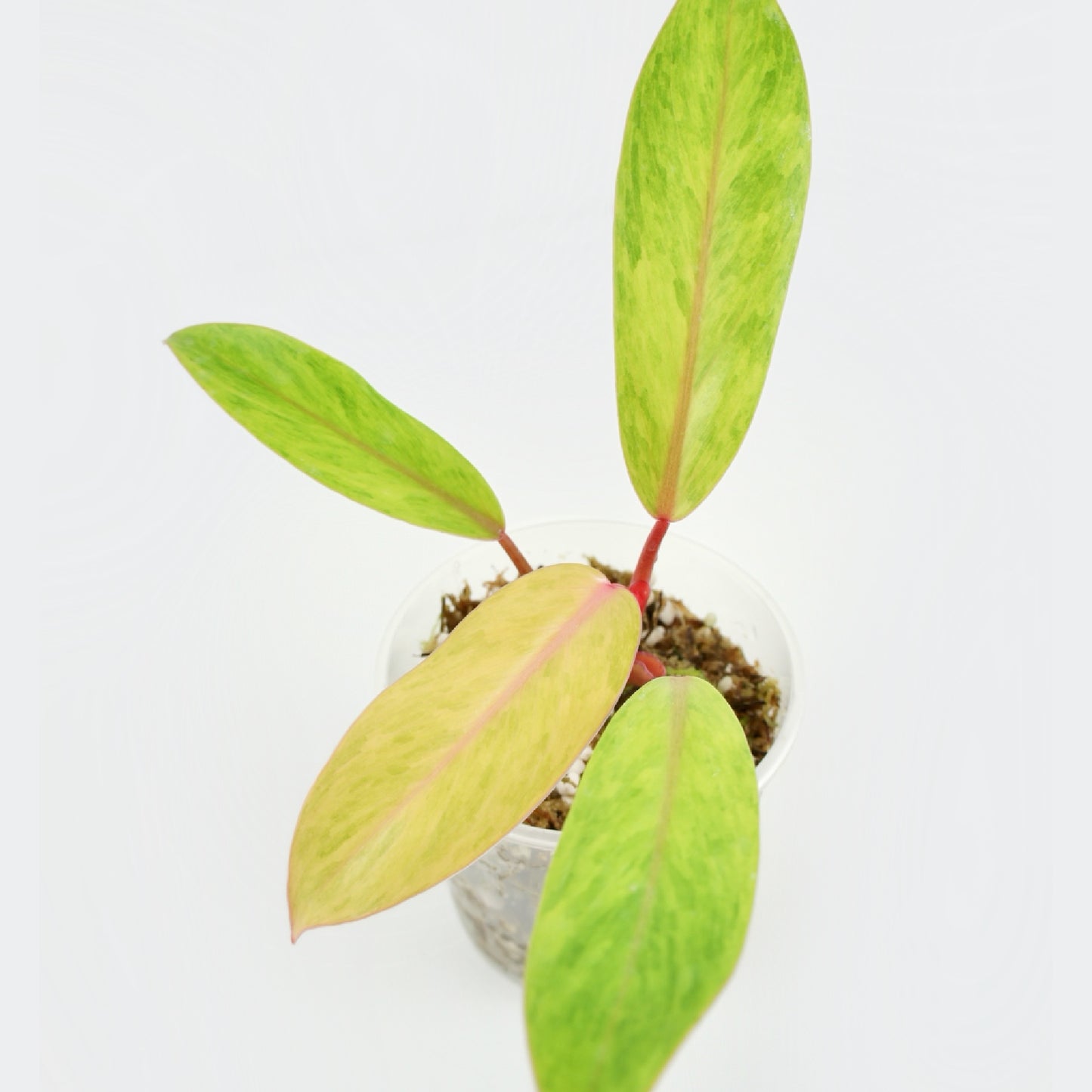 Philodendron Painted Lady Medusa (S)