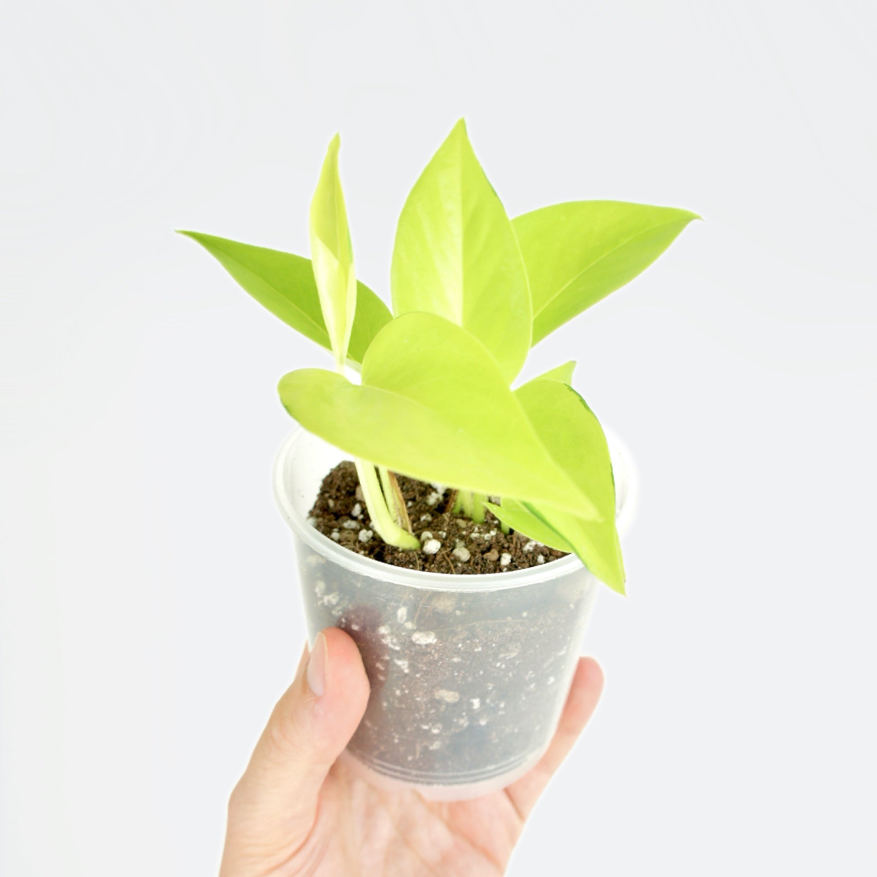 bouture pothos Epipremnum Aureum Néon - Pothos