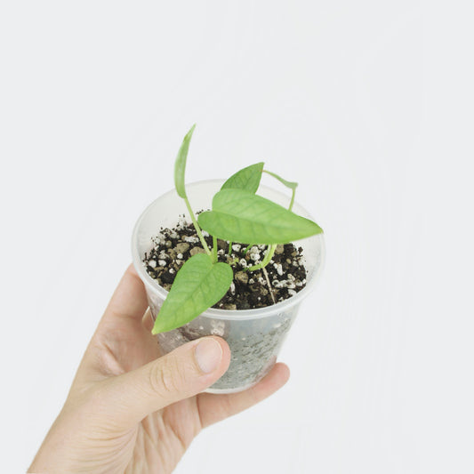 Epipremnum Pinnatum Cebu Blue