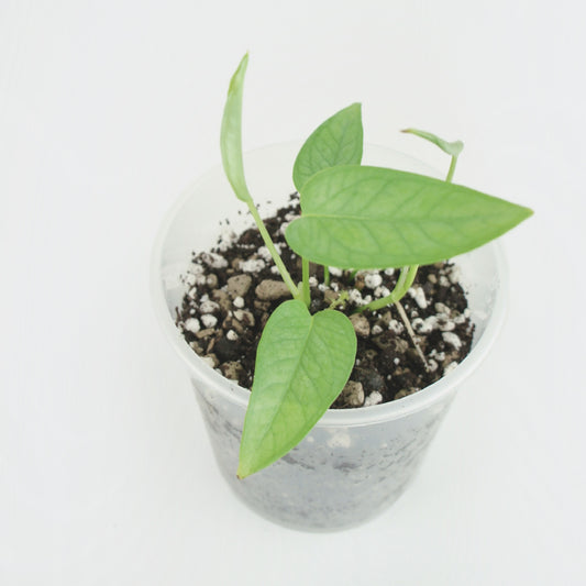 Epipremnum Pinnatum Cebu Blue