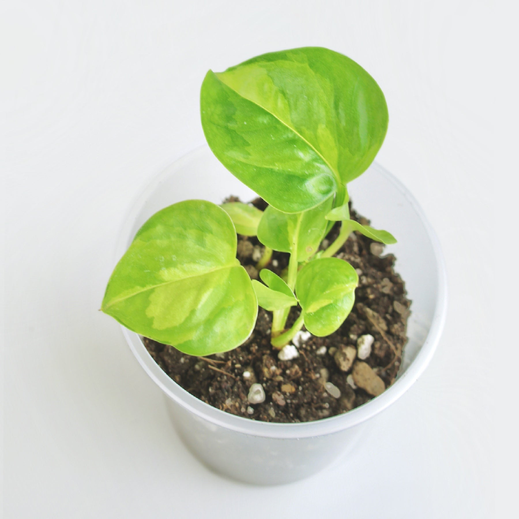 bouture pothos Epipremnum Global Green - Pothos