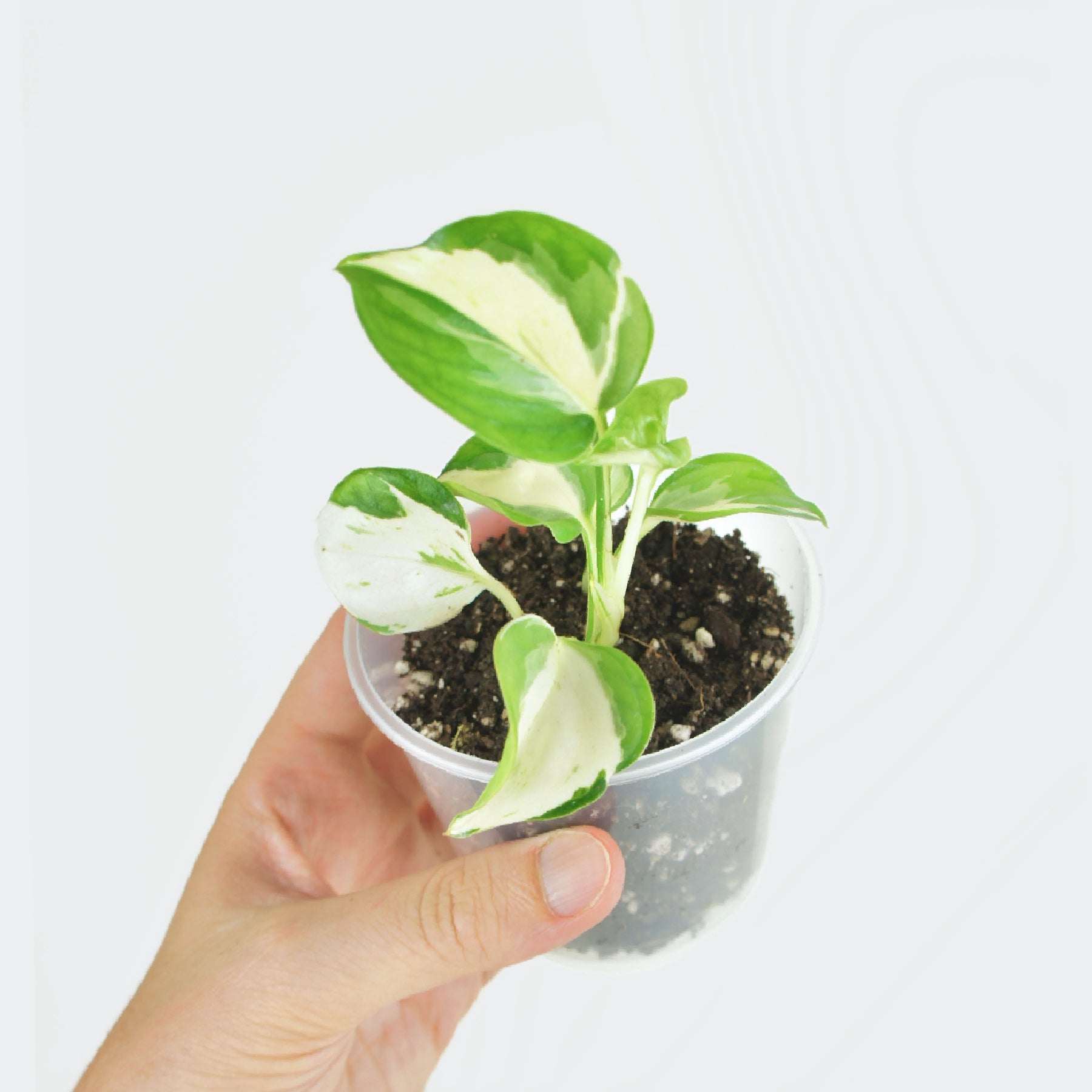 bouture de pothos Acheter Epipremnum Manjula